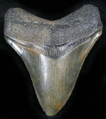 Bargain Megalodon Tooth - South Carolina #28013